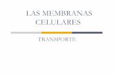 LAS MEMBRANAS CELULARES - unsl.edu.arssanchez/membrana y transporte.pdf · LA MEMBRANA PLASMÁTICA Esta estructura envuelve a la célula , constituye el límite de la misma. Es una