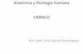 Anatomía y fisiología humana CRÁNEO · PDF filePor Liam Carlo Quiroz Domínguez ... • 2.-Una sutura de cráneo es una articulación fibrosa que se da únicamente en los ... *PRINCIPIOS