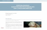 patoloGías GastrointEstinalEs En laGomorfosaxonveterinaria.net/web_axoncomunicacion/centroveterinario/30/cv30... · Es un síndrome muy común en conejos. Se asocia a dietas ricas