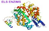 ELS ENZIMS - · PDF fileEnergia d’activació d’una reacció Estat inicial Estat de transició Estat final Sense enzim Els enzims baixen l’energia d’activació de les reaccions