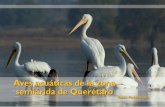 Aves acuáticas de la zona semiárida de Querétaro - Iniciofcn.uaq.mx/docs/pdfs/1_Aves_acuaticas.pdf · Presentación Las aves acuáticas son un interesante grupo de animales integrado