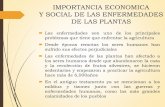 IMPORTANCIA ECONOMICA Y SOCIAL DE LAS ENFERMEDADES DE LAS ...agricultura.uson.mx/romo/2.- Importancia de las enfermedades de las... · Efectos de las enfermedades de las plantas en