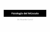 Fisiología del Músculo - Dr. Curcó · PDF fileEl calcio se une a la troponina C y desinhibición del sitio de unión a miosina en la actina. ... Músculo Liso •Se trata de un