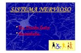 SISTEMA NERVIOSO - ipes.anep.edu.uyipes.anep.edu.uy/.../2011/disc_motriz/materiales/sis_nervioso.pdf · •Su principal función es la comunicación entre las ... nervio trigémino