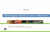Patologías Bióticas de la Madera - ÁREA de la ... · PDF fileFotografias extraidas del libro “Plagas y Enfermedades ... que llamamos xilofagos utilizan la madera ... la llamada