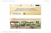 Desarrollo de estrategias naturales para el control de ...winetech-sudoe.eu/files/07_Juanjo_Rubio_Presentacion.pdf · patologías producidas por hongos que afectan a la madera ...
