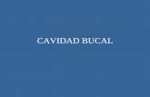 CAVIDAD BUCAL - vet. · PDF fileVestíbulo Bucal Es el espacio limitado por los labios en rostral y las mejillas en lateral, e internamente por las arcadas gingivodentarias