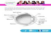 La diabetes y la salud de los ojos Las partes del ojo · PDF fileAnatomía del ojo, diagrama del ojo, cornea, iris, lente o cristalino del ojo, mácula, nervio óptico, pupila, retina,