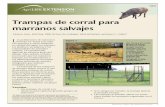 Trampas de corral para marranos salvajes - Plum Creekplumcreek.tamu.edu/media/6608/E-267S-Corral-Traps-for-Feral-Hogs.pdf · comunidades de animales nativas, ... Para reducir el daño