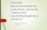 Control sensoriomotriz en columna cervical. “aspectos ... sensoriomotriz en columna... · movimientos de EESS y EEII Controla estabilidad postural “Sensorimotor disturbances in