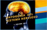 Desarrollo del encéfalo · PPT file · Web view · 2013-03-06Las cavidades del tubo neural o ventrículos persisten en el cerebro maduro y se llenan de liquido cefalorraquídeo