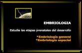 EMBRIOLOGIA Estudia las etapas prenatales del … · morfogénesis y diferenciación celular, comienzo de la organogénesis. - Periodo fetal ... y especialización funcional (logro