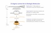 El dogma central de la Biología Molecular - Blog de la clase · El dogma central de la Biología Molecular Replicación. El DNA duplica su información antes de la división celular