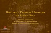 Bosques y Reservas Naturales de Puerto Ricocita.eap.edu/moodle/pluginfile.php/1839/mod_resource/content/0/Ser...desarrollo que aún no termina, aprovecharon sin demora estos recursos
