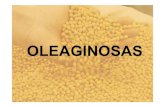 1451544711.TEORIA 8 OLEAGINOSAS 2011ecaths1.s3.amazonaws.com/cultivosindustriales/677533603...tri-ésteres de glicerol (glicerina) con ácidos grasos de cadena larga. Calidad : composición