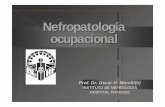 Nefropatología ocupacional40 X) y/o la presencia de Hemoglobina en orina 16/07/2007 Prof. Dr. Oscar Héctor Morelli 37 Microhematuria: 16/07/2007 Prof. Dr. Oscar Héctor Morelli 38