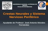 Crestas Neurales y Sistema Nervioso Periféricoembriologia.facmed.unam.mx/documentos/CrestasNeuralesySistemaNe… · Elsevier Saunders. España. Desarrollo Histórico 1) Su origen,