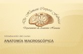 Introducción del curso ANATOMÍA MACROSCÓPICA · Snell, R. S.: neuroanatomía clínica. 6ª edición. Editorial médica Panamericana, 2007.