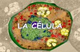 MORFOLOGÍA Y ESTRUCTURA DE LA CELULA ·  · 2015-01-30- Impide que la célula vegetal se rompa al intervenir en el mantenimiento de la presión osmótica intracelular ... - Orientar