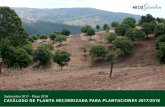 CATÁLOGO DE PLANTA MICORRIZADA PARA …€¦ ·  · 2017-09-21Los precios son unitarios pero las ... portainjertos y producción de madera. ... el castaño necesita un suelo con