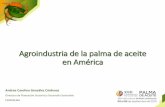 Presentación de PowerPointweb.fedepalma.org/sites/default/files/files...El aceite de palma se destaca por ser más productivo utilizando menor área sembrada con respecto a las otras