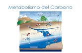 Metabolismo del Carbono - [DePa] Departamento de …depa.fquim.unam.mx/amyd/archivero/U3a_Metabolismo... · Glucólisis Las vías del metabolismo central: Glucólisis (Embden-Meyerhof-Parnas