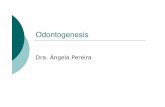 Odontogenesis - Blog de Histología Bucodentaria | Sólo … y formación del patrón radicular Vaina epitelial de hertwig va inducir y modelar la formación radicular La vaina es