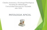 PATOLOGIA APICALecaths1.s3.amazonaws.com/anatomiapatologicaodontount...EPITELIAL. Presencia de tejido de granulación con restos Epiteliales que se pueden activar a 1-granuloma microquistico