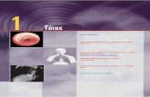 Tóraxmedia.axon.es/pdf/64214.pdfE l tórax es la parte superior del tronco, situada entre el cuello y el abdomen. Comúnmente, el término pecho es usado como sinónimo de tórax,