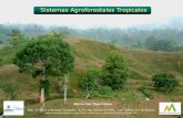 Sistemas Agroforestales Tropicales€¢ Son muy antiguos, aunque la ciencia sea moderna: “ una palabra nueva para técnicas muy antiguas” (Nair, 1991) • Según NAIR, además: