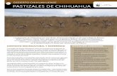 05 pastizales de chihuahua - Carlos Slim Helú el uso de suelo de pastizal a agricultura, ... • Cambio de uso del suelo ... el balance entre el manejo sustentable de los pastizales