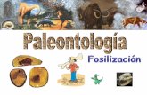 ¿QUÉ SON LOS FÓSILES? - …iespoetaclaudio.centros.educa.jcyl.es/sitio/upload/paleo_1bach.pdf · Fósiles guía o característicos Características de los fósiles guía: - Ser