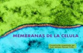 MEMBRANAS DE LA CELULAjapt.es/bio2bach/CITOLOGIA/membranas1.pdf ·  · 2014-04-16MITOCONDRIA AP. DE GOLGI RIBOSOMA LIBRE MEMB. ... Modelo “sandwich” de Danielli y Davson ...