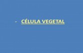 CÉLULA VEGETAL ·  · 2018-03-01* Cloroplasto Representación ... cloroplastos y de las mitocondrias con igual función; y dentro del núcleo, ... tridimensional de mitocondria