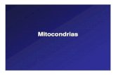 Mitocondrias - Peroxisomas · binaria, tal como se puede ver en el esquema que ilustra la próxima diapositiva. ... Este acetil CoA, siempre dentro de la mitocondria, ...