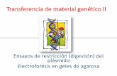Transferencia de material genético II - Bqexperimental's … romos Extremos cohesivos Extremos cohesivos útiles para clonación Las enzimas de restricción son herramientas con aplicaciones