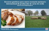 MEJORAMIENTO GENETICO DE CERDOS - aapa.org.ar · Recursos genéticos para nuevo escenario nacional e internacional de producción de carne de cerdo lloveras.marcela@inta.gob.ar