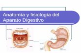 Tema 3: Anatomía y fisiología del Aparato Digestivo · Parte dilatada del tubo digestivo donde se completa la digestión mecánica y ... Hay 2 esfínteres: Píloro . Cardias, regula