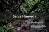 Selva Humeda Selva Húmeda - [DePa] Departamento de ...depa.fquim.unam.mx/amyd/archivero/Selvahumeda_32655.pdf · • Pedúnculo de 15 a 50 cm de largo, el pedúnculo un color rojizo