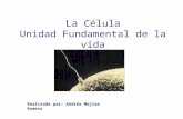 La Célula Unidad Fundamental de la vida - IES La Orden …ieslaorden.pbworks.com/f/CELULA-3.ppt · PPT file · Web view · 2016-12-02La Célula Unidad Fundamental de la vida Realizada