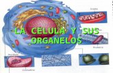 LA CELULA Y SUS ORGANELOScmapspublic2.ihmc.us/rid=1N2QDL83Y-1K… · PPT file · Web view · 2014-07-17LA CELULA Y SUS ORGANELOS Presentes en células vegetales. Se dividen en leucoplastos,