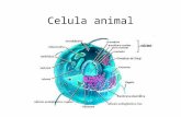 Celula animal - BLOGS DE ASIGNATURAS TRUMBULL | …€¦ · PPT file · Web view · 2008-05-10Celula animal Celula vegetal CELULA VEGETAL Membrana celular MOSAICO FLUIDO Citoplasma