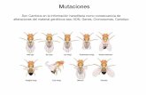 mutaciones - zoologiageneral.com.arzoologiageneral.com.ar/datos/TEORICOS/SRM2017/mutaciones.pdf · Las deleciones y duplicaciones producen un cambio en la ... Es un gen normal que
