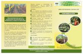 FERTIRRIGACIÓN - infoagro.go.cr³n.pdf · • La estabilidad y compatibilidad de los fertilizantes en las disoluciones. ... nutritiva a partir de fertilizantes solubles,