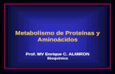 Metabolismo de Proteínas y Aminoácidosecaths1.s3.amazonaws.com/catbioquimicavet/1140161685.1127259657... · Balance Positivo: la ingesta supera a la pérdida (niños, preñez, etc)