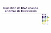 Digestión de DNA usando Enzimas de Restricciónfernandotuya.org/wp-content/uploads/2010/10/digestion-DNA.pdf · En bacterias, un plásmido, una pieza circular de DNA, constituye