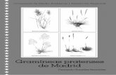 Agrostis truncatula Gramíneas pratenses de Madridbibdigital.rjb.csic.es/PDF/Gramineas_pratenses_Madrid.pdf · Consejería de Medio Ambiente y Desarrollo Regional Gramíneas pratenses