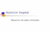Nutrición Vegetalmorfo-fisio-vegetal.yolasite.com/resources/Nutrición Vegetal2.pdf · provienen del intercambio con iones de la solución del suelo, mediante mecanismos de intercambio