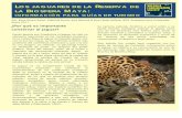 LOS JAGUARES DE LA RESERVA DE BIOSFERA MAYA · 2016-04-07 · el jaguar, su hábitat y su conservación en uno de los bastiones más importantes de nuestro país, la Reserva de Biosfera