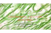 Cianobacterias: estructuras particulares Bernal/Biologia...BERNAL GDO. GARRO MORA 40 Las cianobacterias como fotosintetizadores cruciales •Hay diferencias filéticasen el tipo de